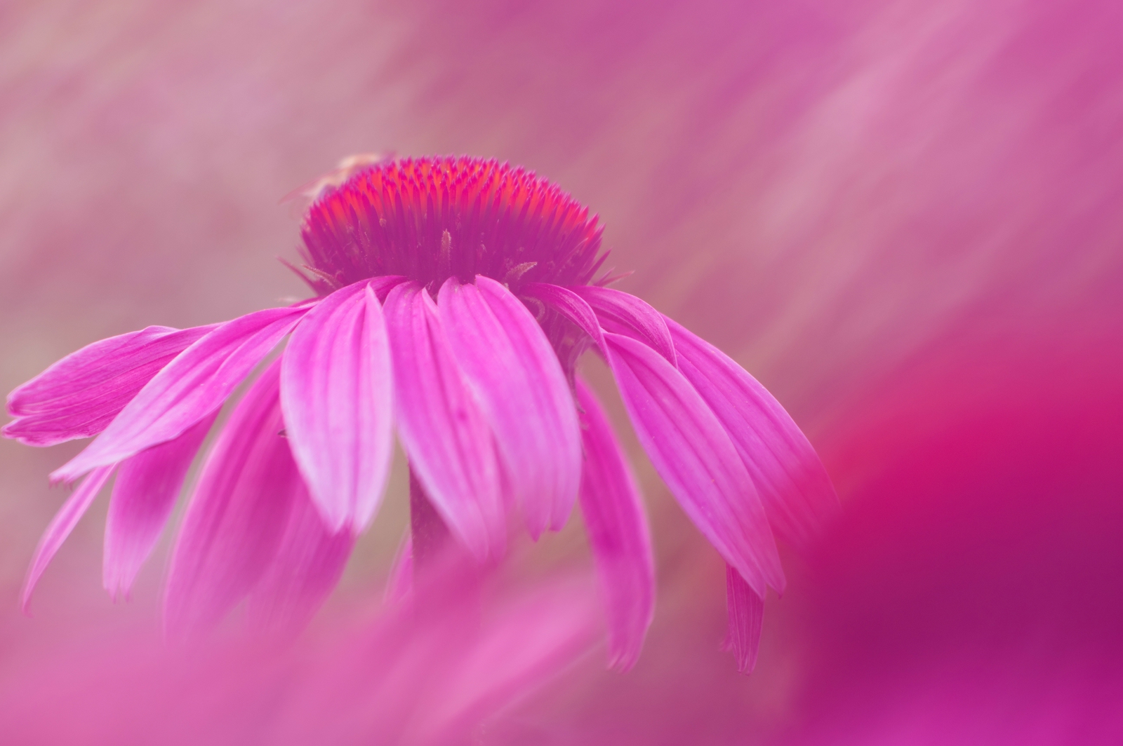 Echinacea