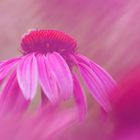 Echinacea