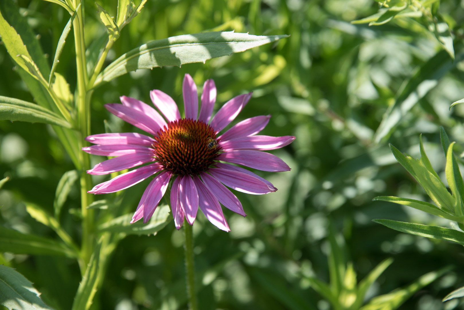 Echinacea Foto & Bild | pflanzen, pilze & flechten, blüten ...