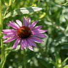 Echinacea