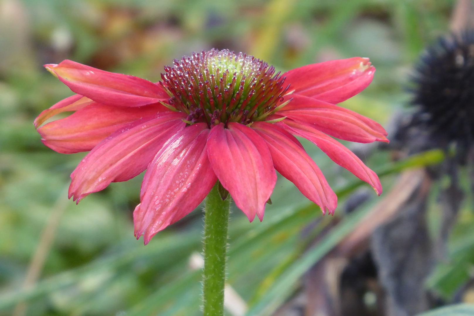 Echinacea Foto & Bild fotos, makro, natur Bilder auf