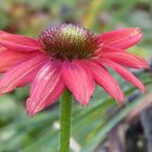 Echinacea