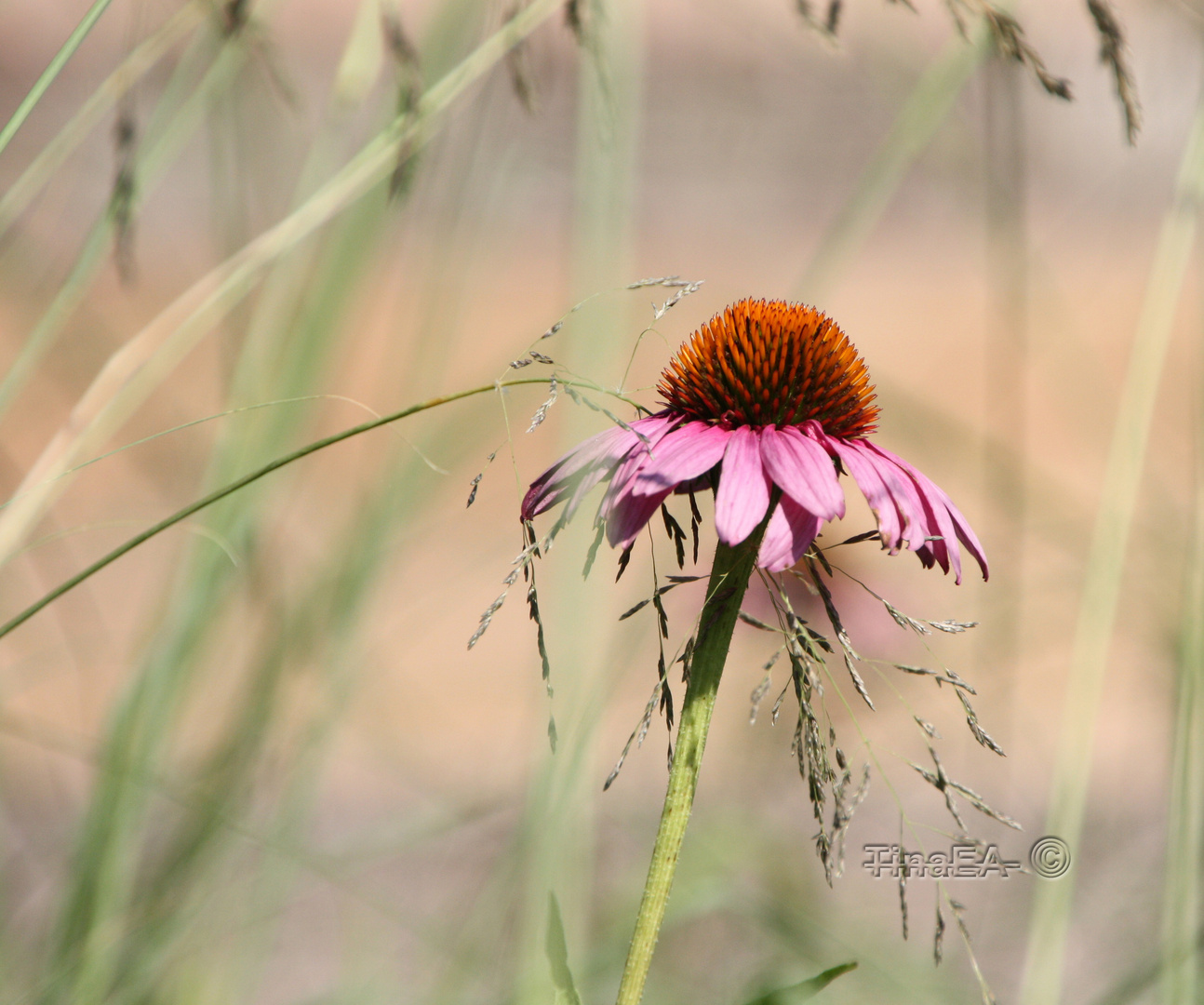 Echinacea