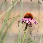 Echinacea