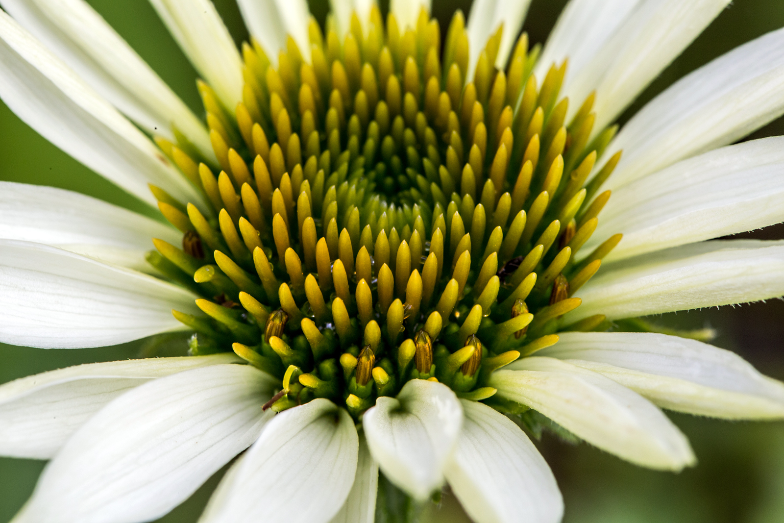 Echinacea