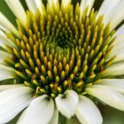 Echinacea