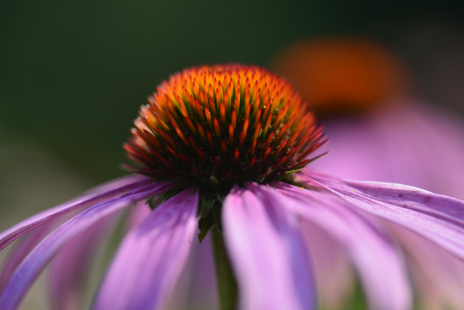 Echinacea