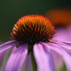 Echinacea