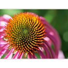 Echinacea