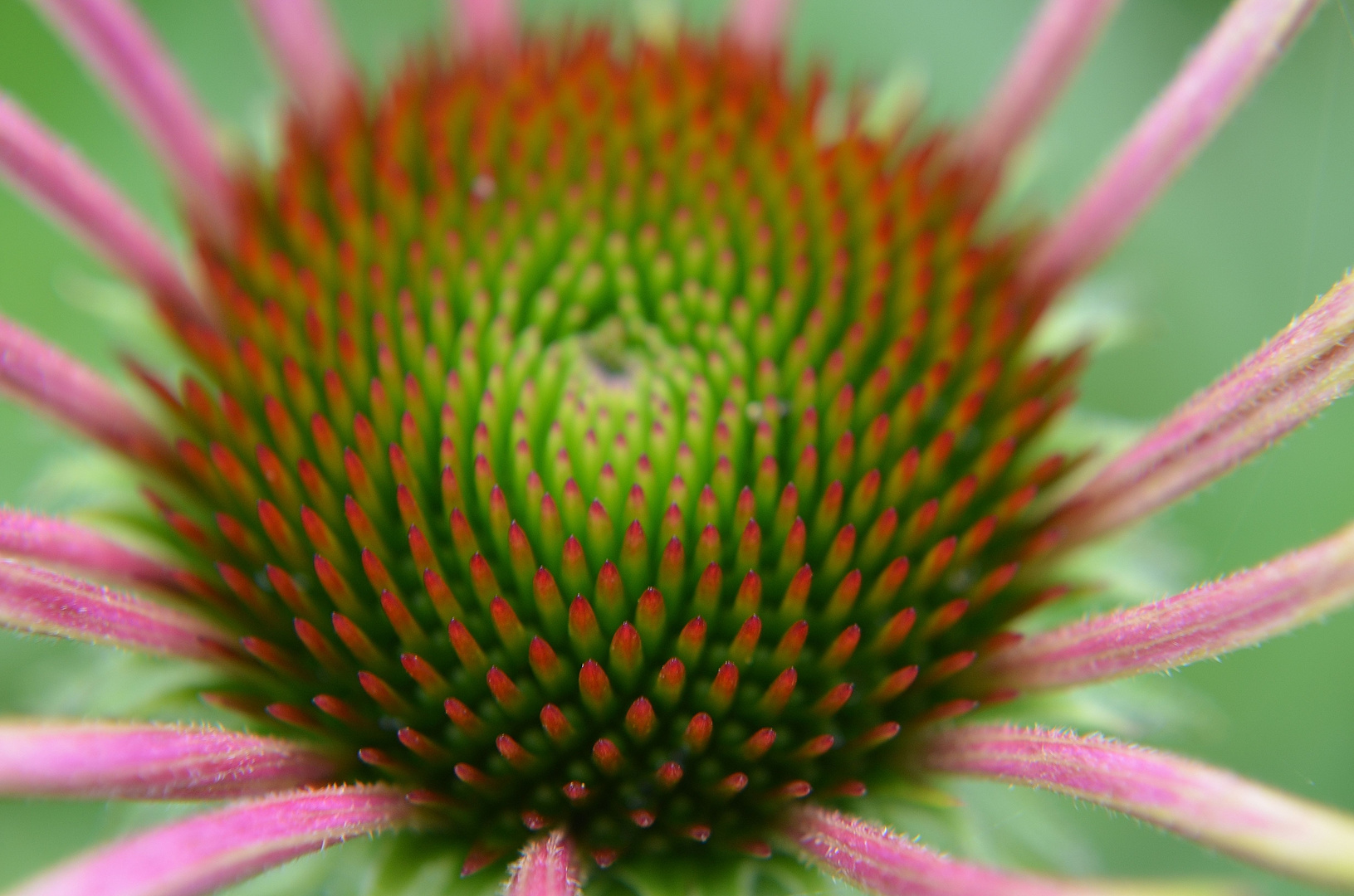 Echinacea