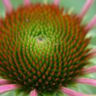 Echinacea