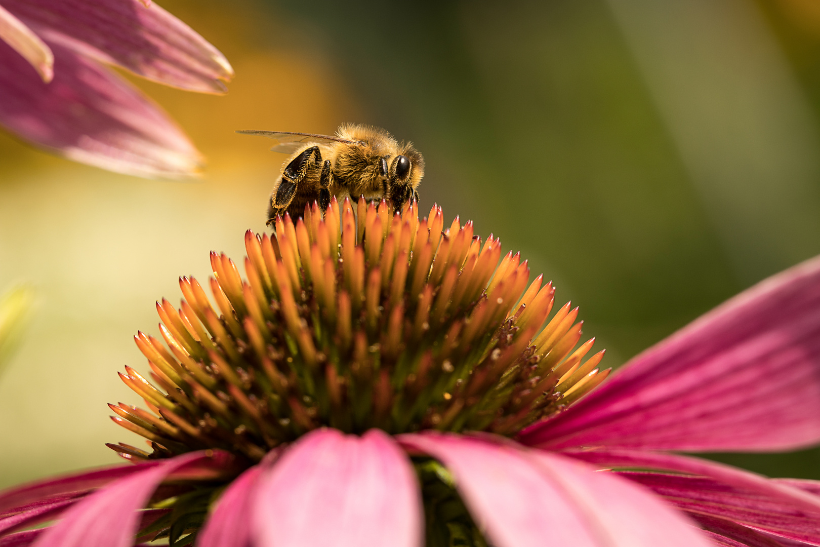 Echinacea Foto & Bild tiere, wildlife, wildlife sonstige tiere