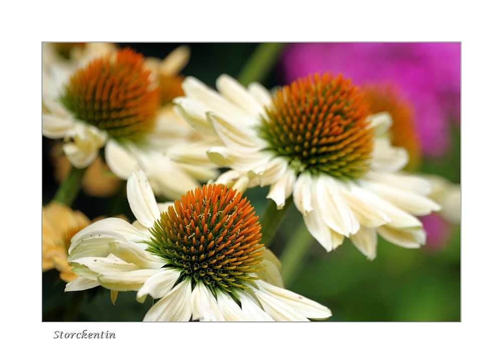 Echinacea