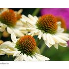 Echinacea