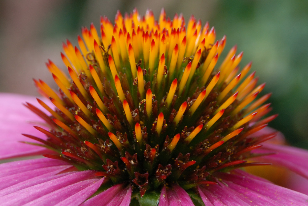 Echinacea