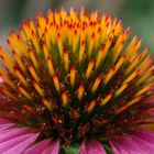 Echinacea