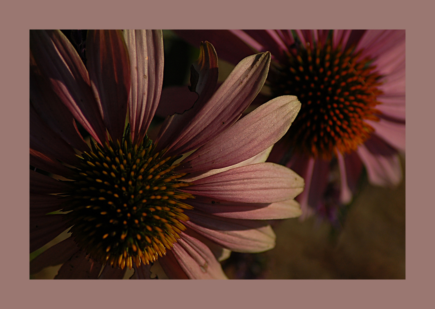 echinacea