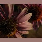 echinacea