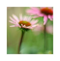 Echinacea