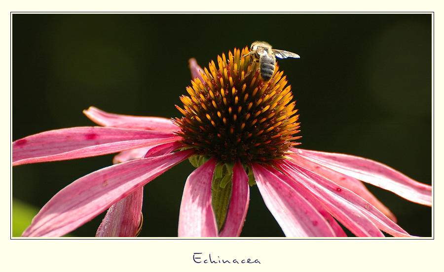 Echinacea