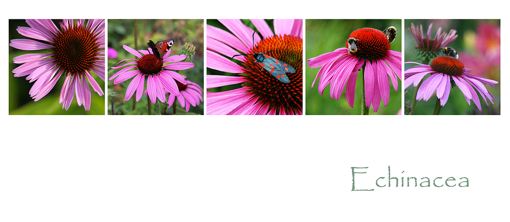 Echinacea