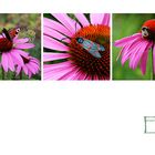 Echinacea