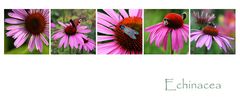 Echinacea