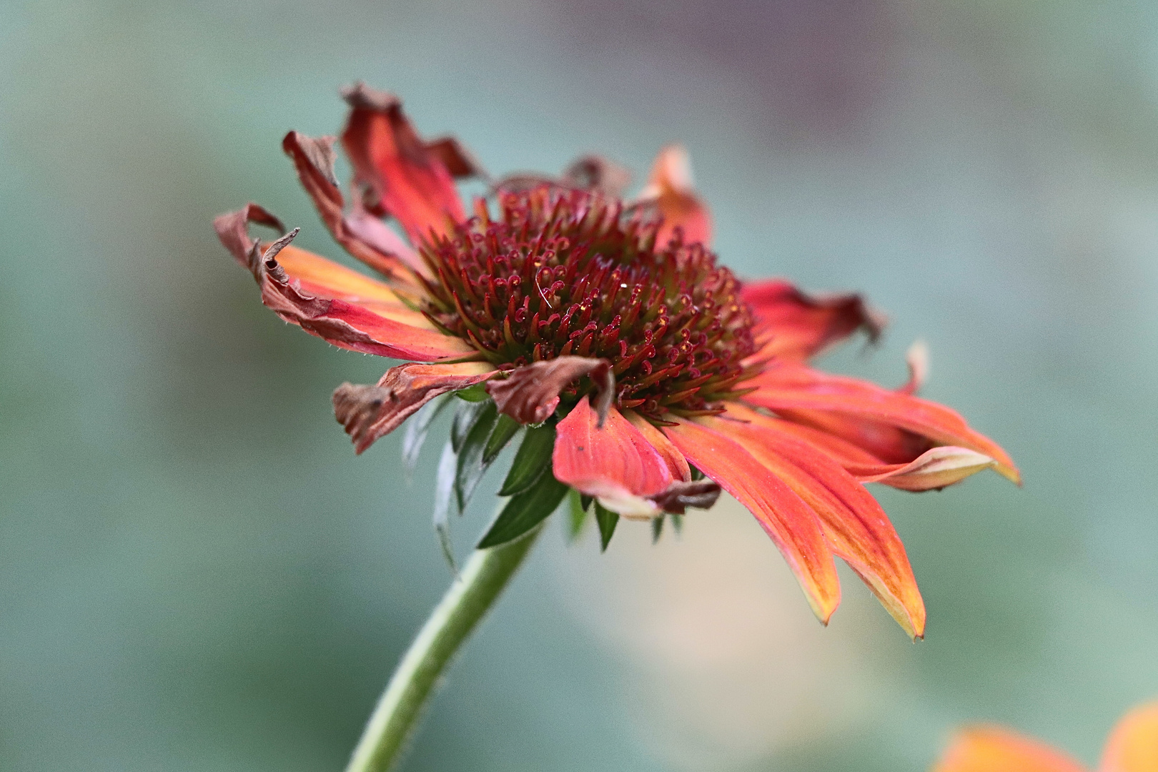 Echinacea