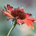 Echinacea