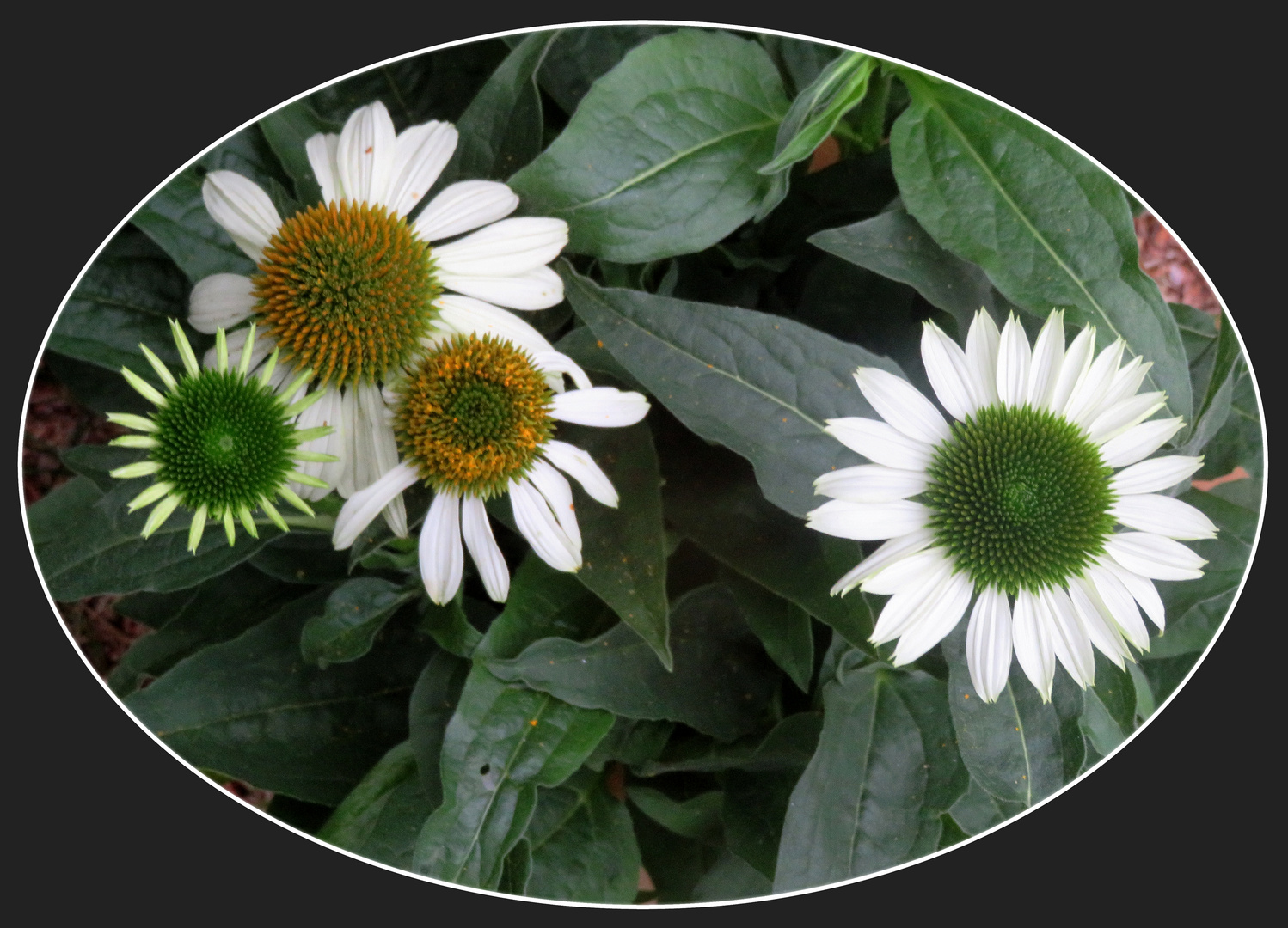 Echinacea Foto & Bild fotos, sommer, natur Bilder auf