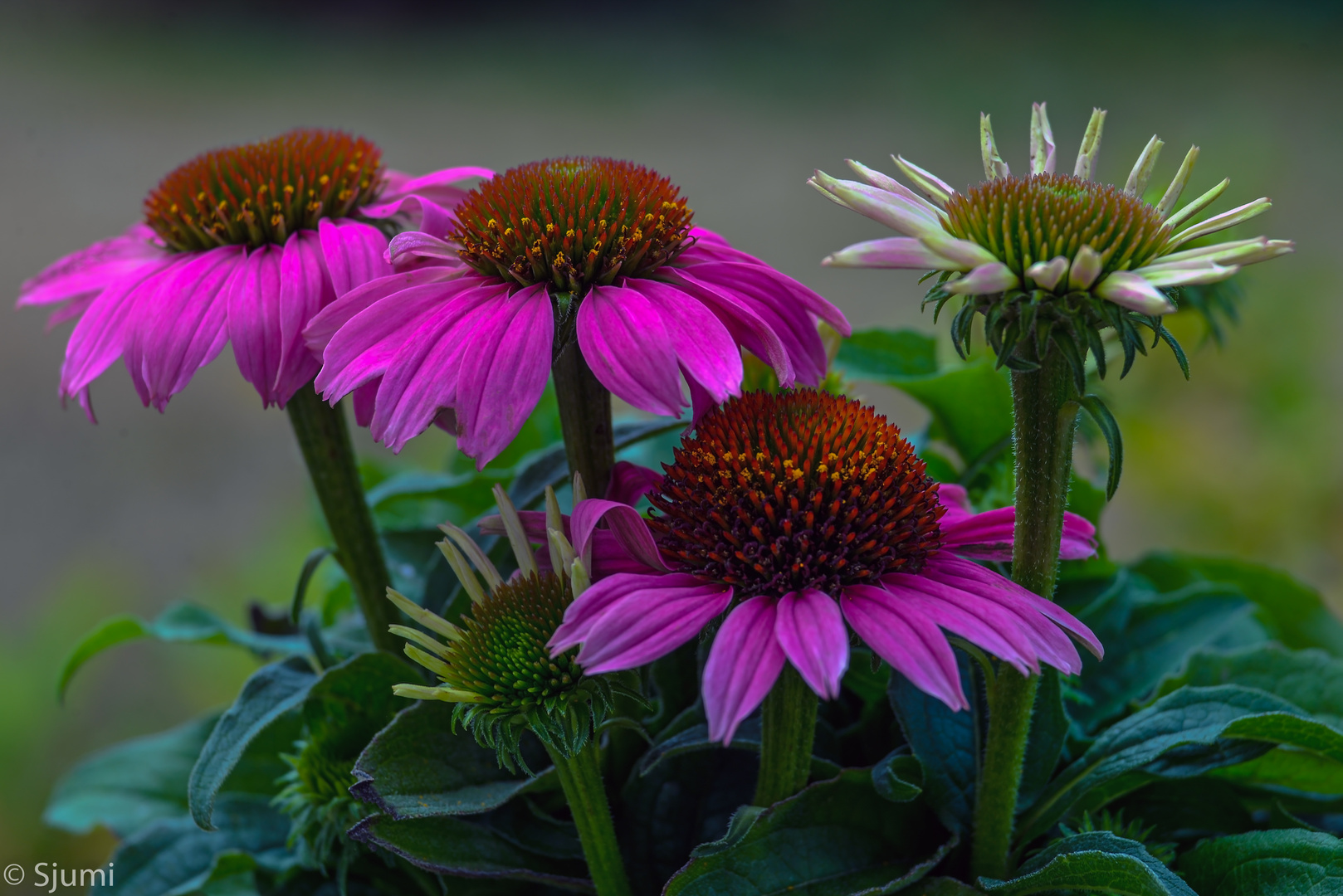 Echinacea Foto & Bild makro, natur, Bilder auf