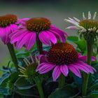 Echinacea