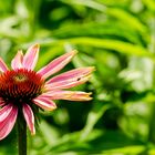 Echinacea