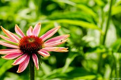 Echinacea