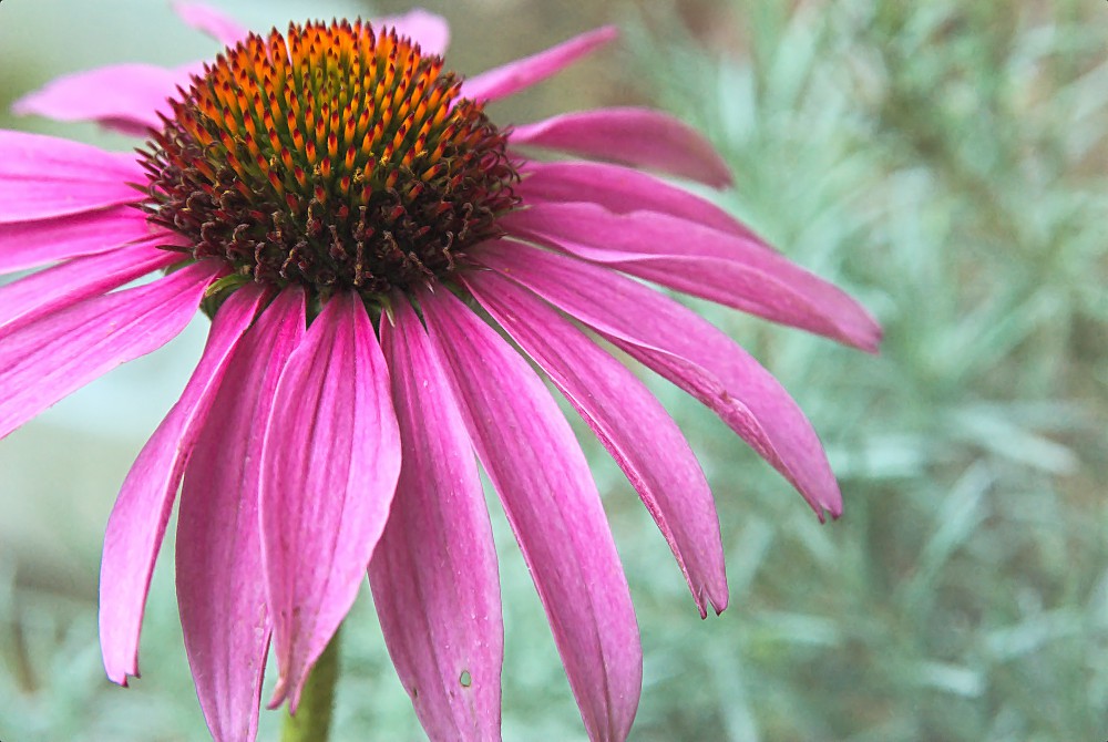 Echinacea