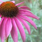 Echinacea