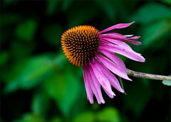 Echinacea