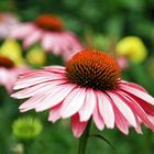 Echinacea..