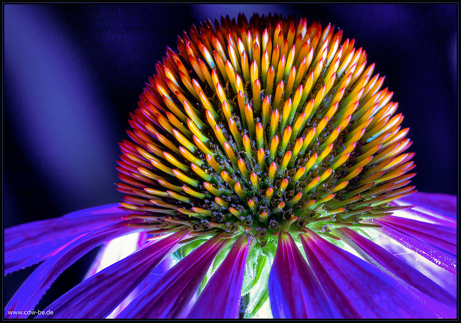 echinacea