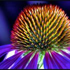 echinacea