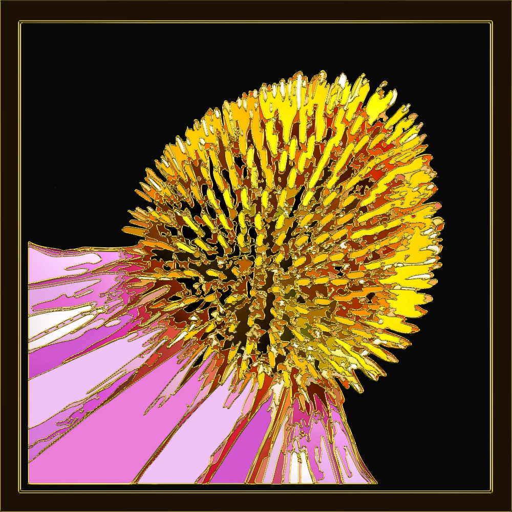 ECHINACEA