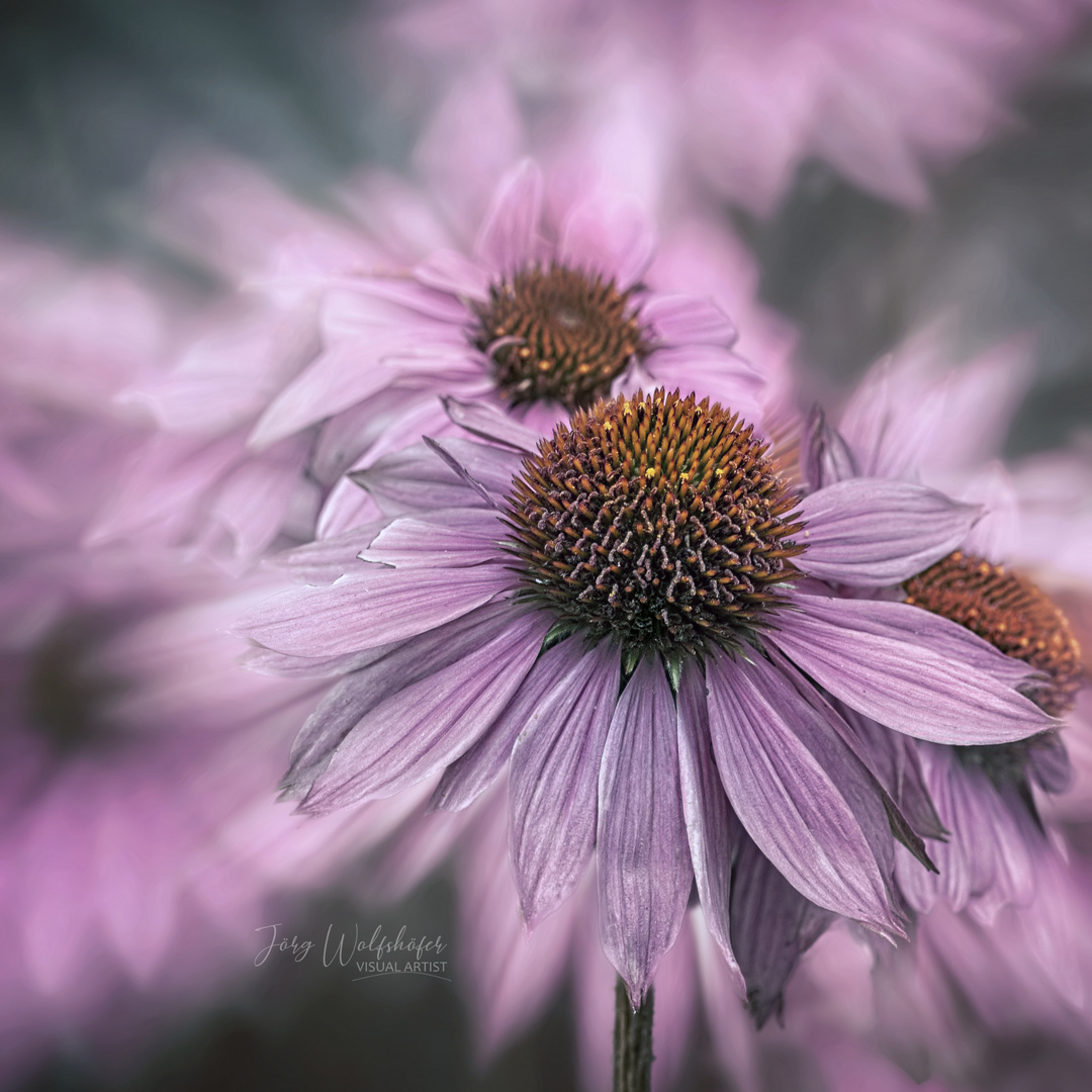 Echinacea