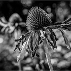 Echinacea