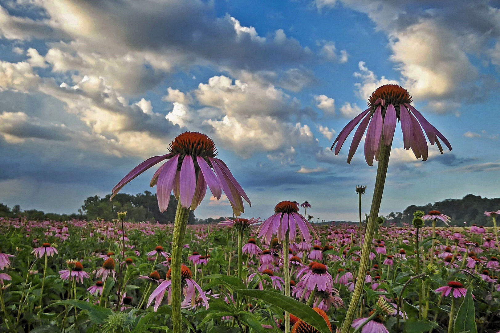 Echinacea