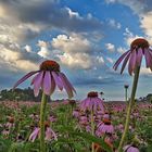 Echinacea