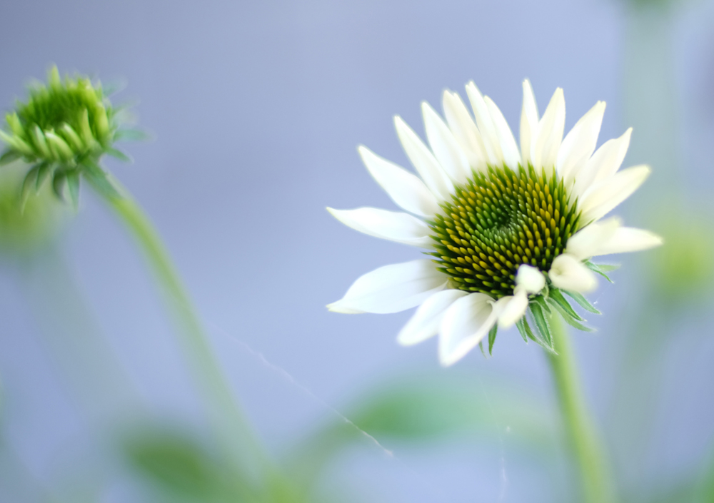 echinacea