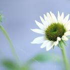 echinacea