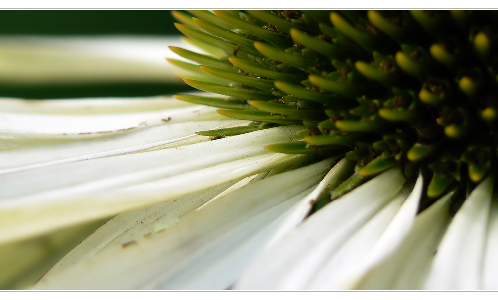 Echinacea