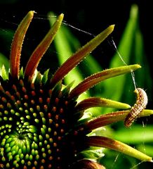 Echinacea