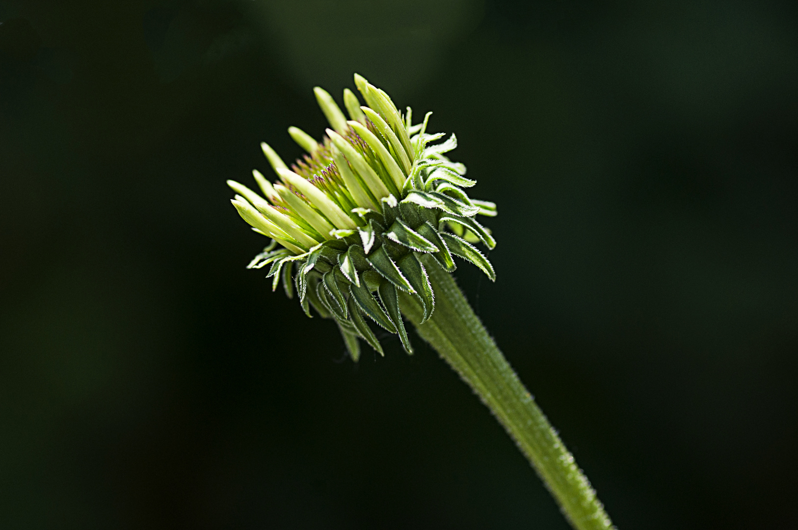 Echinacea